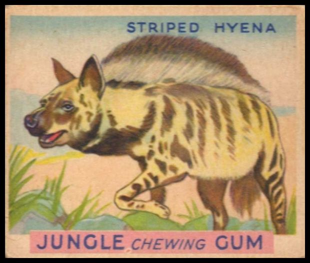 21 Striped Hyena